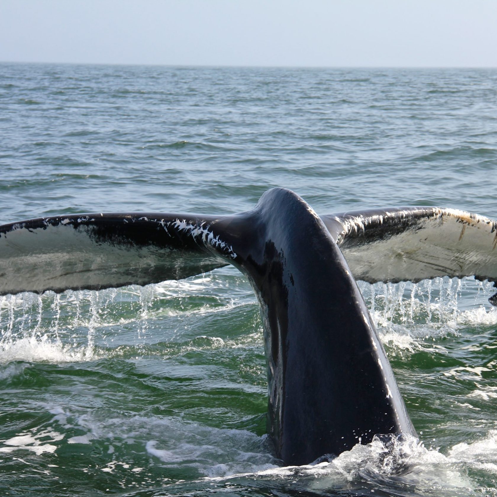 whale's tail out of the water