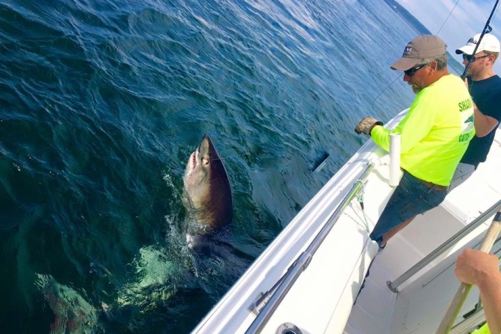 a man holding a fish in the water